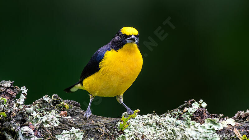 Thick-billed Euphonia