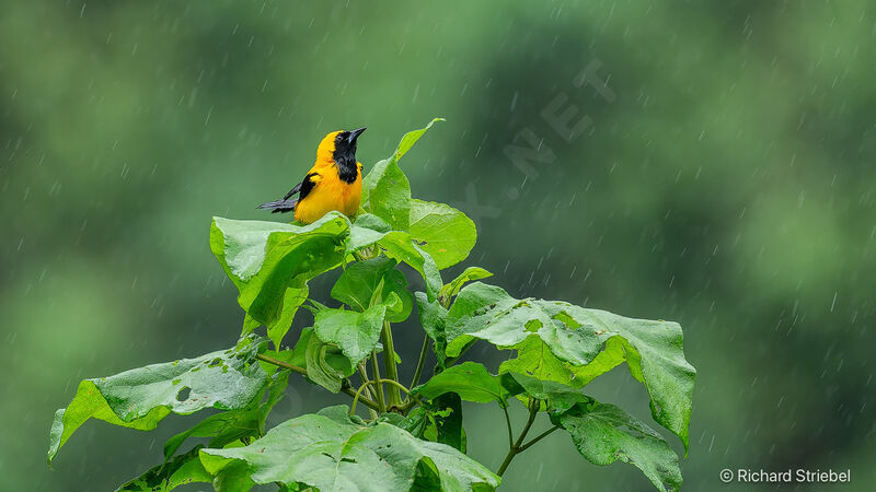 Yellow-backed Oriole