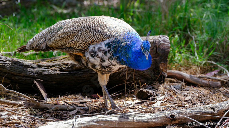 Indian Peafowl