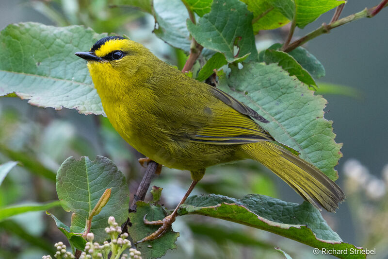 Black-crested Warbler