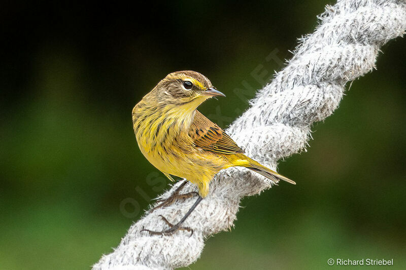 Palm Warbler