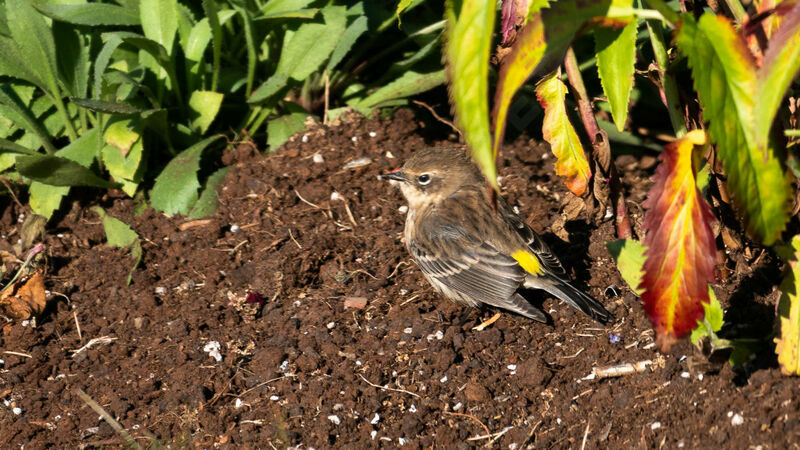 Myrtle Warbler female First year, walking