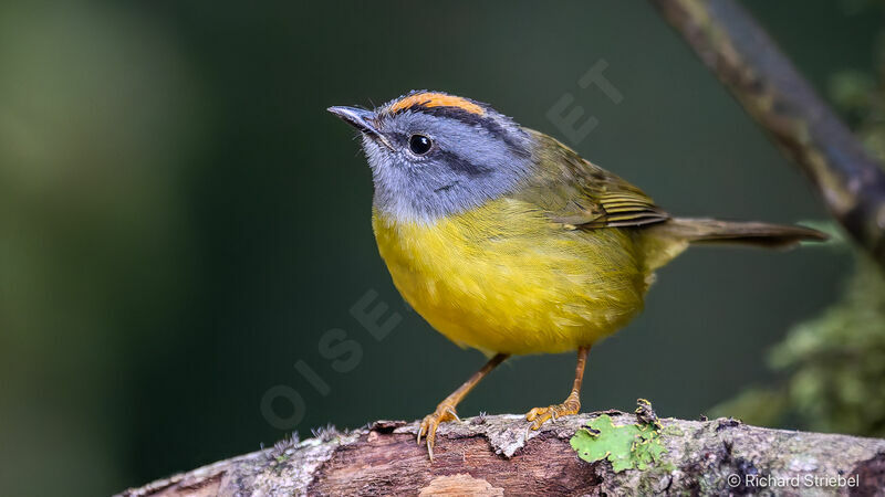 Russet-crowned Warbler