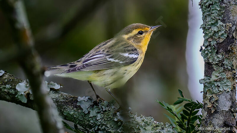 Blackburnian Warbler female