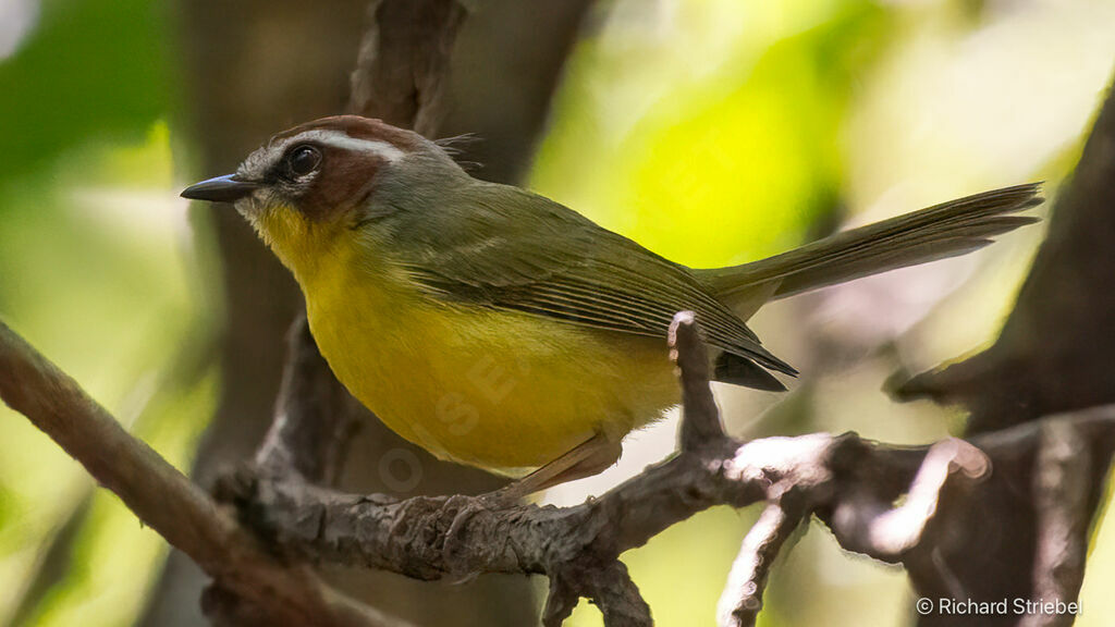 Chestnut-capped Warbler