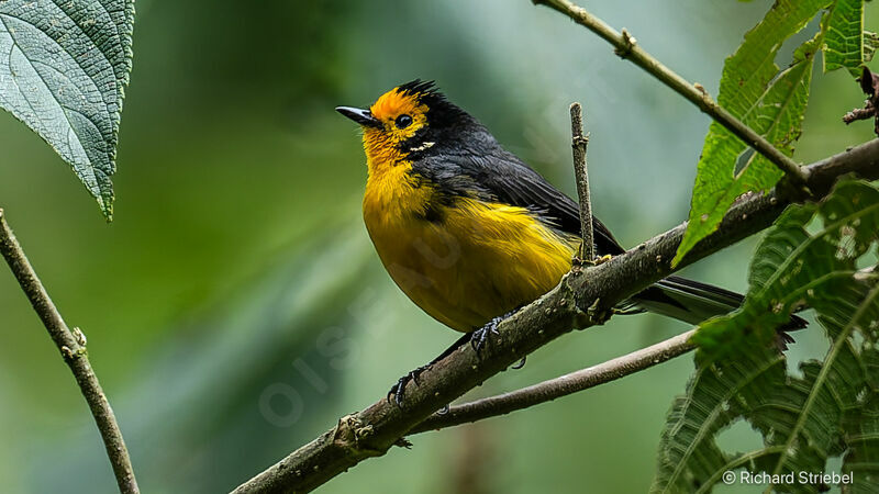 Golden-fronted Whitestart