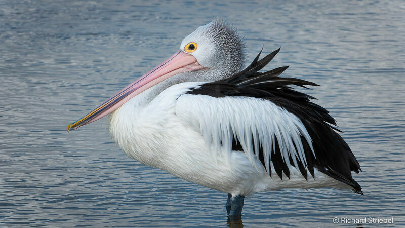 Australian Pelican