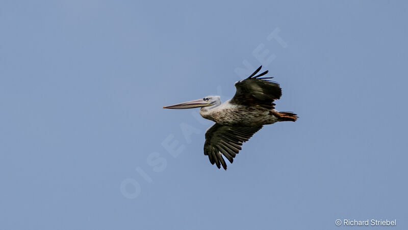 Pink-backed Pelican