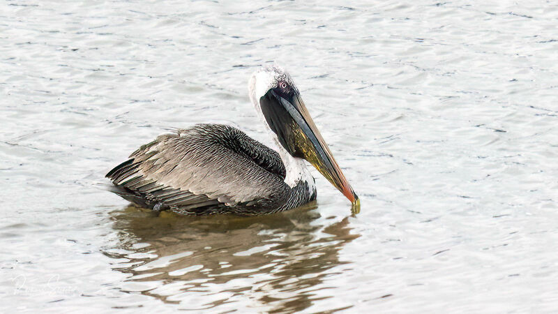 Peruvian Pelican