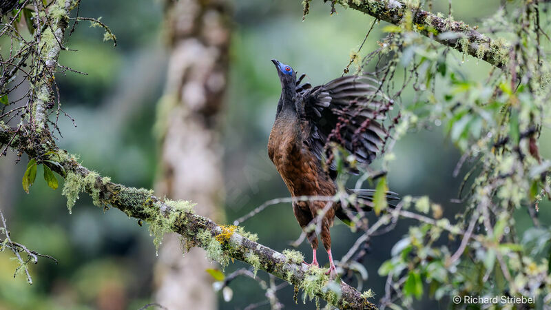 Sickle-winged Guan