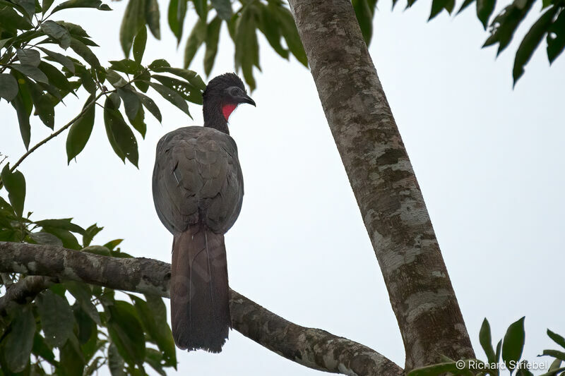 Crested Guan