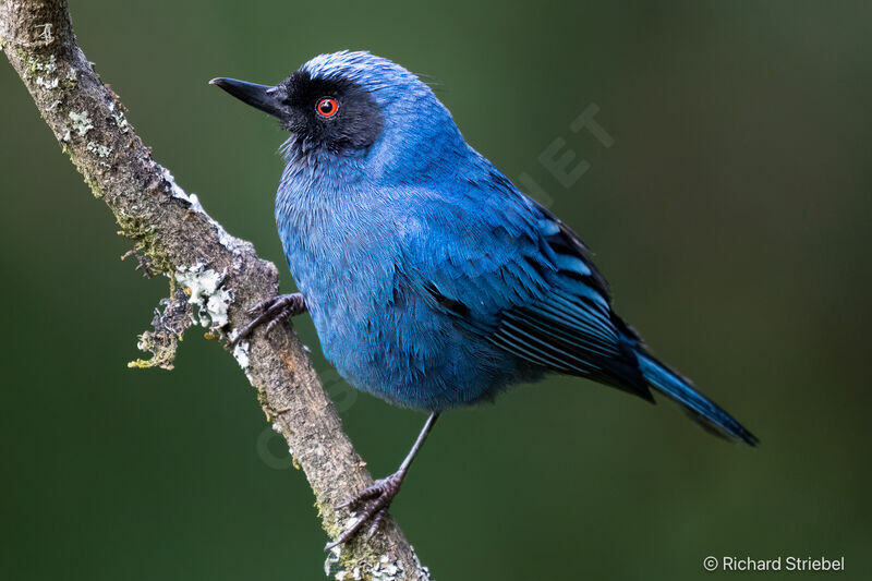 Masked Flowerpiercer