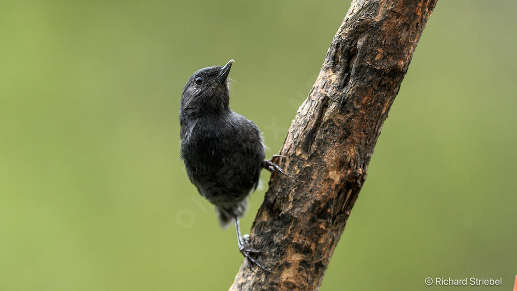 Black Flowerpiercer