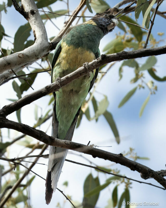 Australian Ringneck