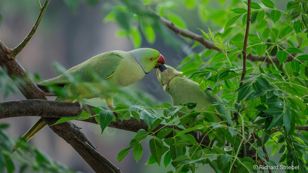 Rose-ringed Parakeet