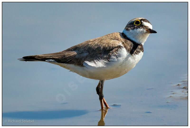 Little Ringed Plover