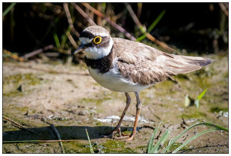 Little Ringed Plover