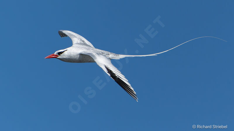 Phaéton à bec rouge