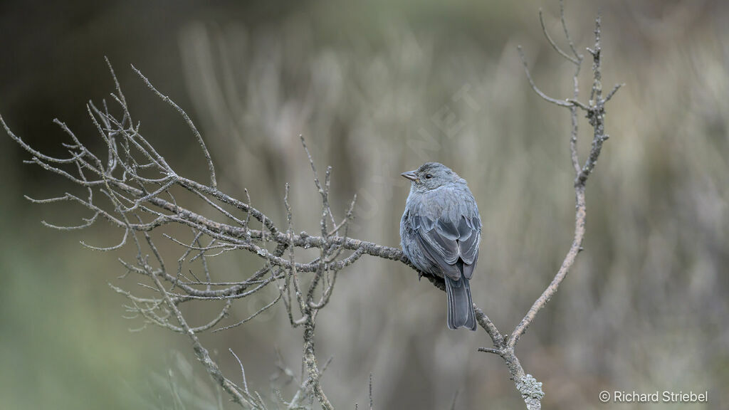 Phrygile gris-de-plomb mâle