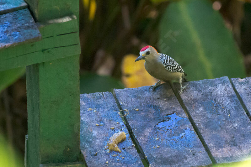 Red-crowned Woodpecker