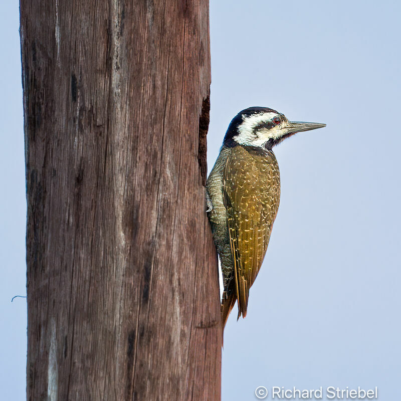 Bearded Woodpecker female adult