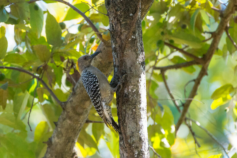 Hoffmann's Woodpecker female