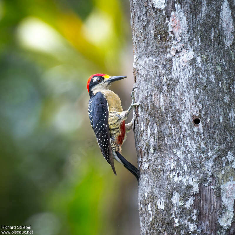 Black-cheeked Woodpecker male adult, identification