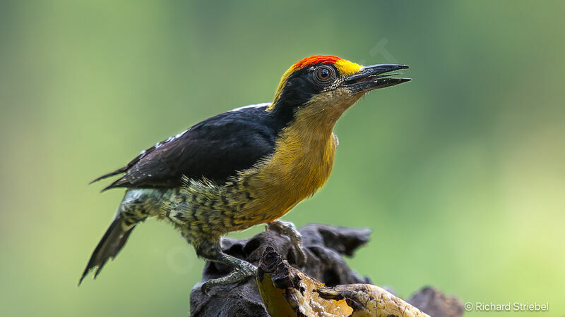 Golden-naped Woodpecker