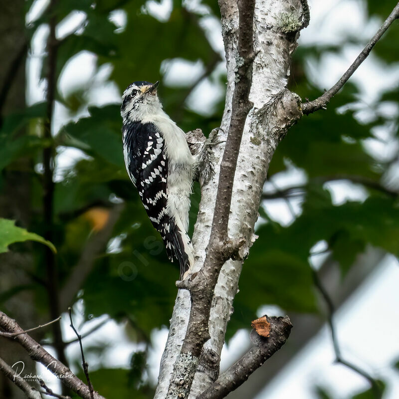 Downy Woodpecker