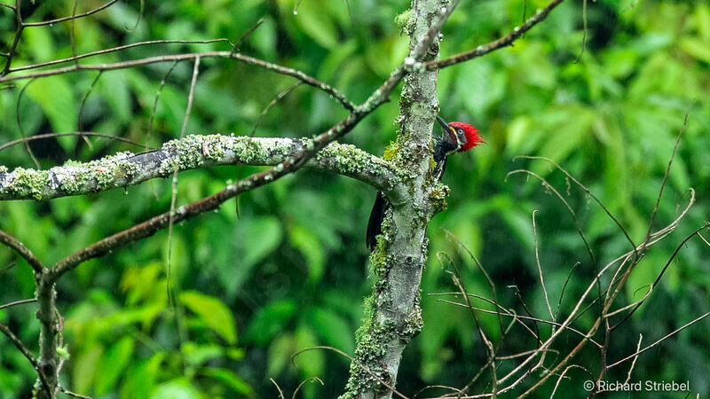 Lineated Woodpecker