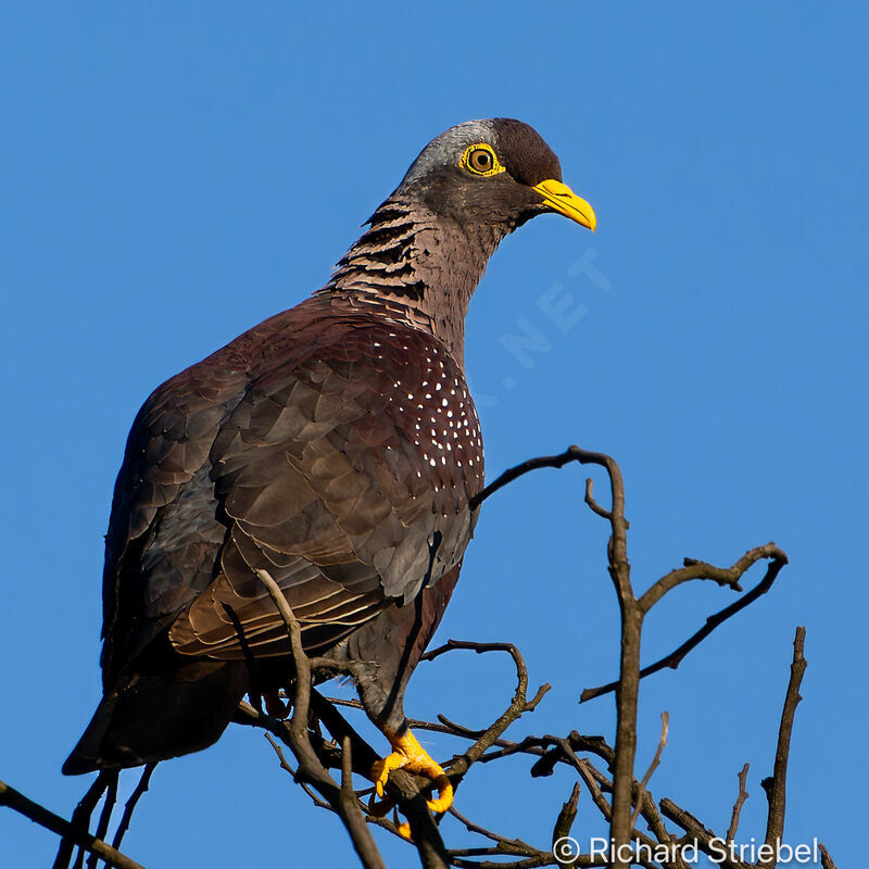 African Olive Pigeon