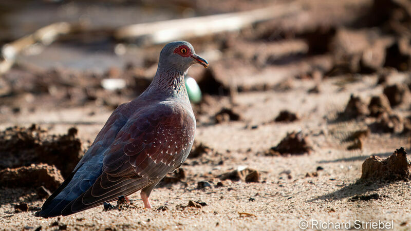 Pigeon roussard