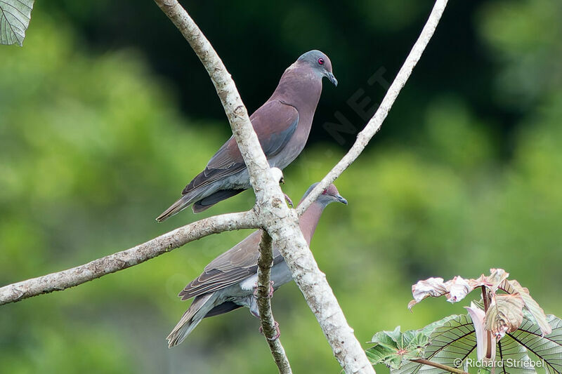 Pigeon rousset