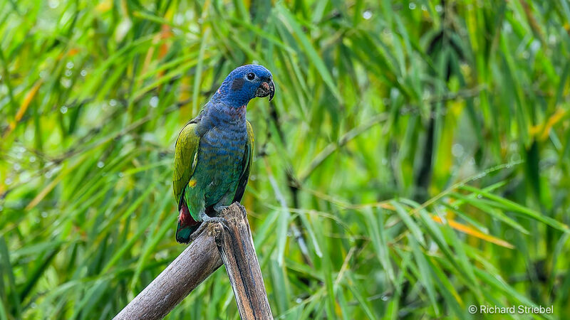 Blue-headed Parrot