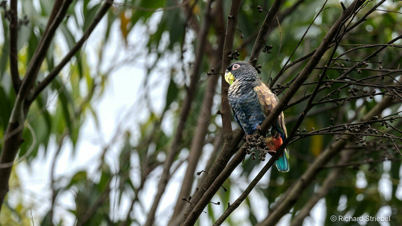 Bronze-winged Parrot