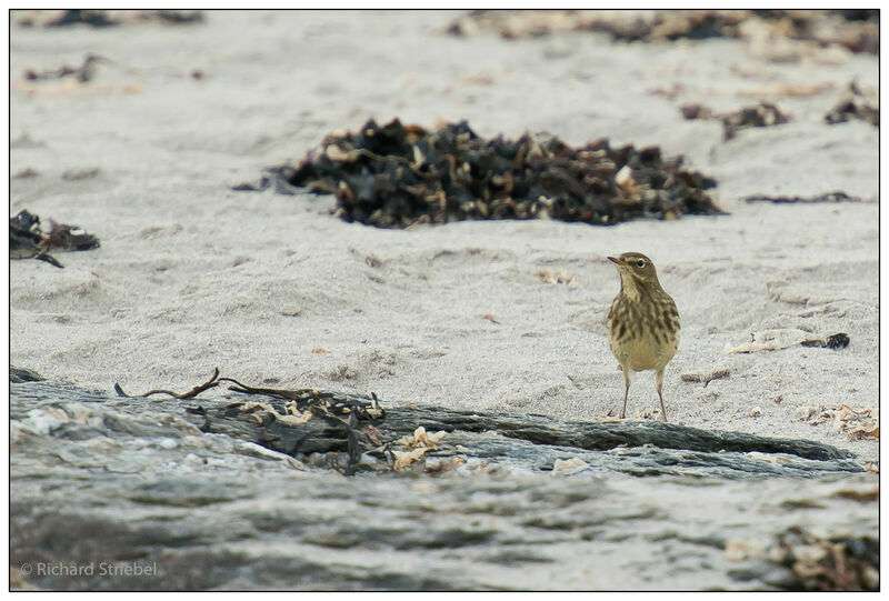 European Rock Pipit, feeding habits