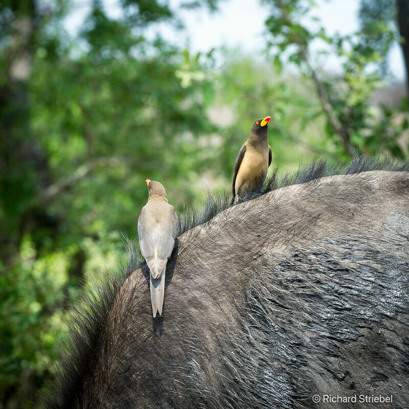 Yellow-billed Oxpecker