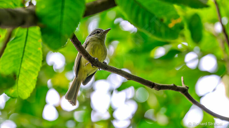 Yellow-olive Flatbill