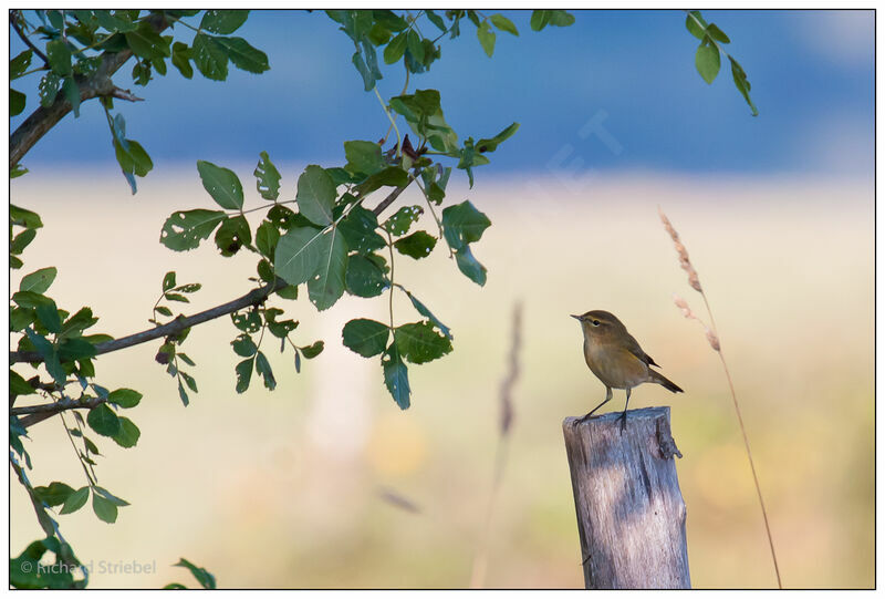 Common Chiffchaff