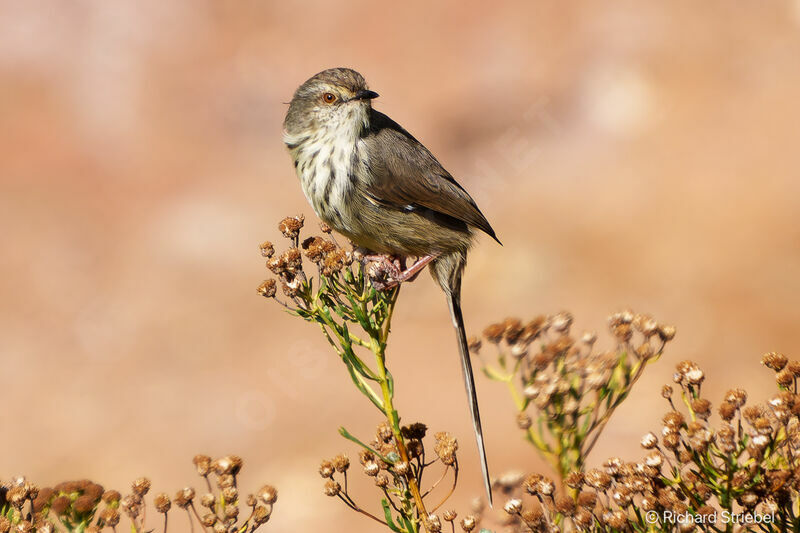 Prinia du Drakensberg