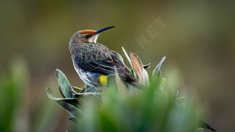 Gurney's Sugarbird