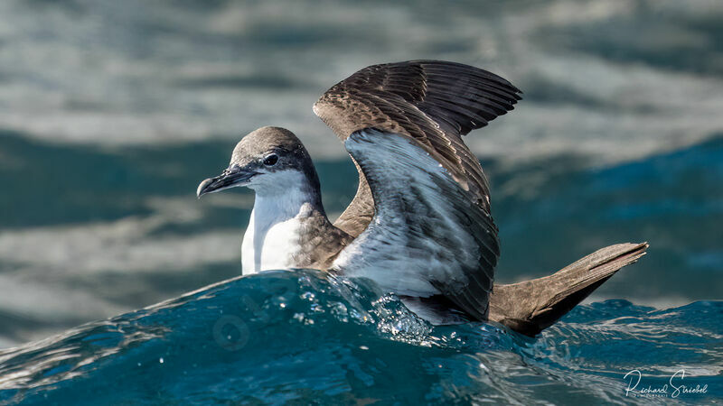 Galapagos Shearwater, swimming