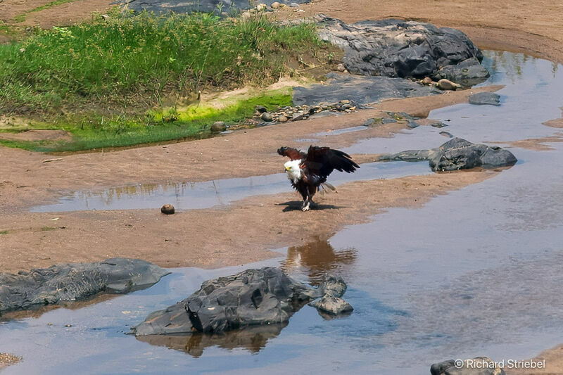 Pygargue vocifère