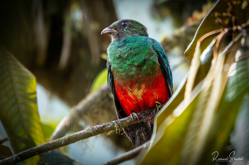 Golden-headed Quetzal male immature