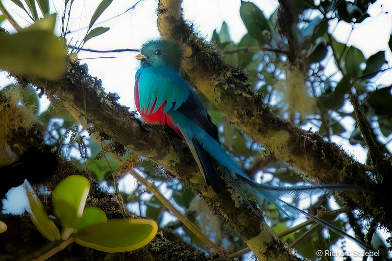 Quetzal resplendissant