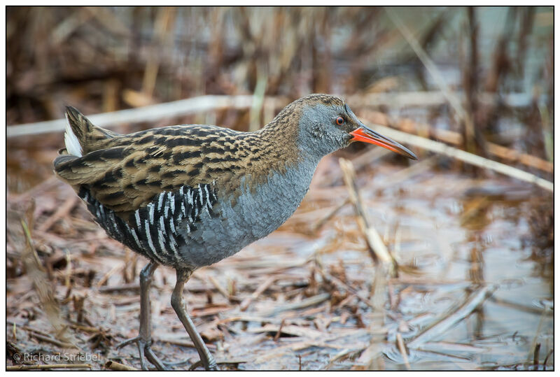 Water Rail