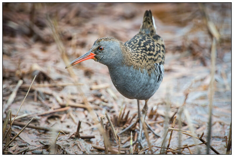 Water Rail