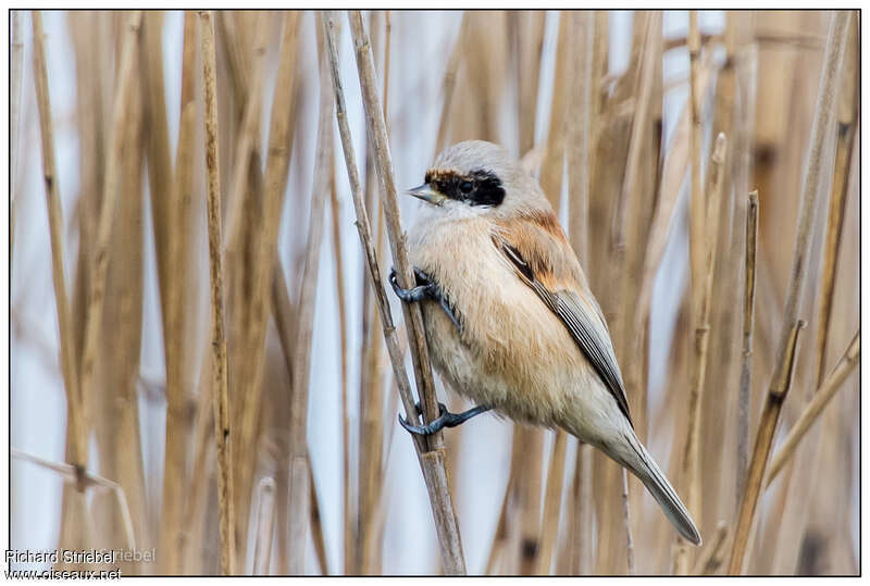 Eurasian Penduline Tit male Second year, identification