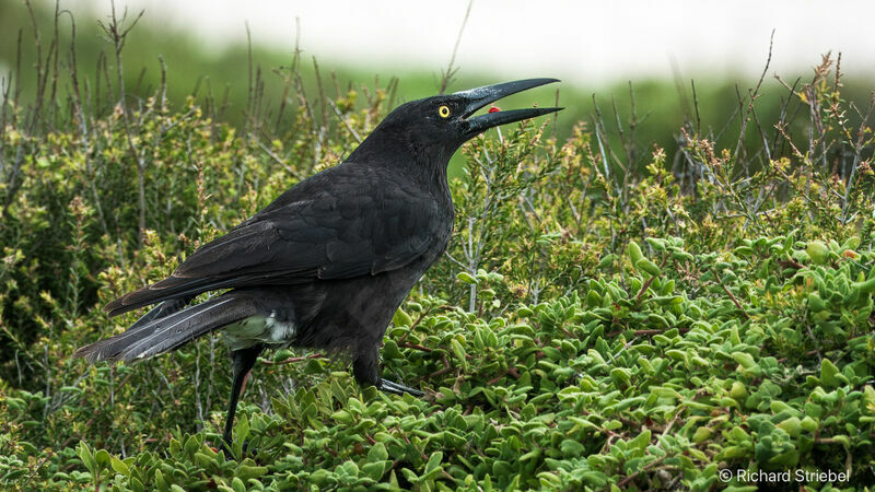 Grey Currawong, feeding habits, eats