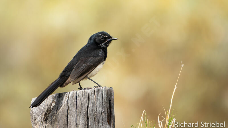 Willie Wagtail